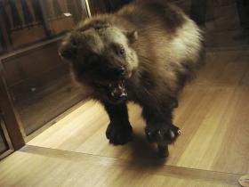 Mus&eacute;e de la chasse et de la nature