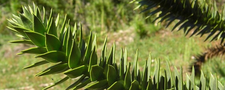 Photo L'arboretum - voyage Saint-Jean-de-la-Motte
