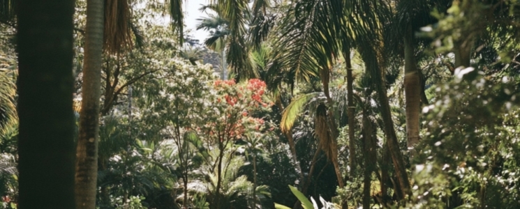 Photo Le Jardin Botanique de Deshaies - voyage Basse-Terre