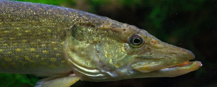 Photo Le centre de d&eacute;couverte du milieu aquatique et de la p&ecirc;che - voyage Brissac-Quincé
