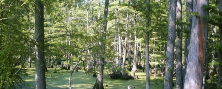 Photo Big Cypress - voyage Tamiami