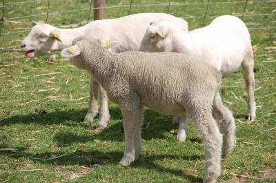 Photo Ferme de Paris - voyage Paris