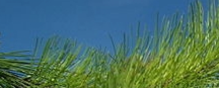 Photo La For&ecirc;t domaniale des Saumonards - voyage Saint-Georges-d'Oléron
