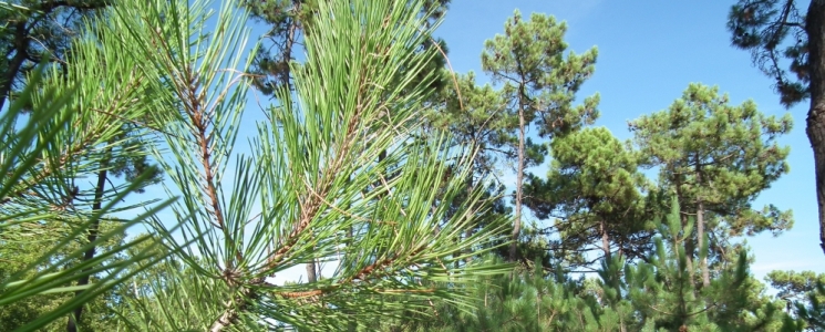 Photo La for&ecirc;t domaniale de Saint Trojan les Bains - voyage Saint-Trojan-les-Bains
