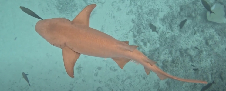 Photo Nager avec les requins nourrice aux Maldives : une exp&eacute;rience inoubliable - voyage Malé