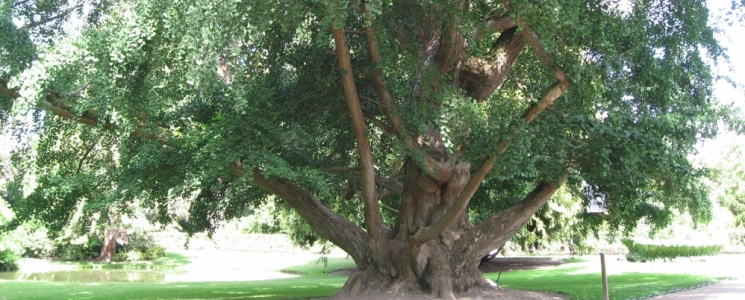 Photo Le Jardin Botanique de Tours - voyage Tours
