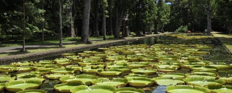 Photo Le jardin Pamplemousse - voyage Pamplemousses