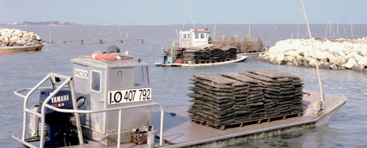 Photo La route des Huitres - voyage Dolus-d'Oléron

