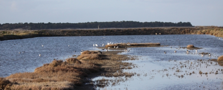 Photo Le Marais des Oiseaux - voyage Dolus-d'Oléron
