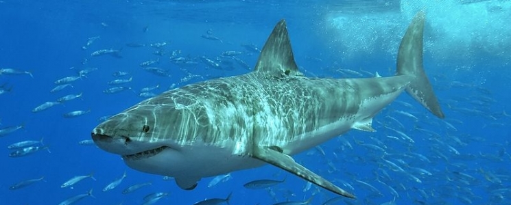 Photo Le Seaquarium - voyage Le Grau-du-Roi
