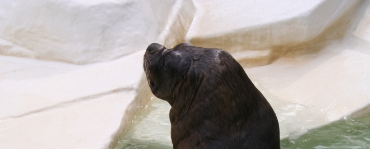 Photo Le Parc Zoologique - voyage La Flèche
