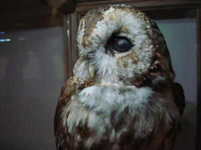 Photo Mus&eacute;e de la chasse et de la nature - voyage Paris