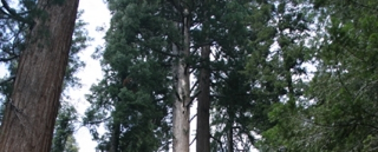 Photo Parc Nationaux Sequoia et Kings Canyon - voyage Three Rivers