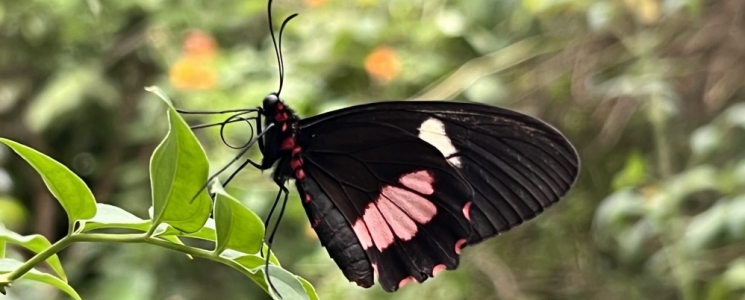 Photo Au paradis du Papillon - voyage Sanguinet
