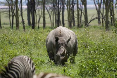Photo R&eacute;serve de Nakuru - voyage Nakuru