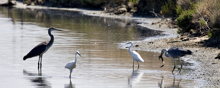 Photo La R&eacute;serve Naturelle de Lilleau des Niges - voyage Les Portes-en-Ré
