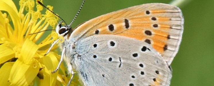 Photo La R&eacute;serve Naturelle R&eacute;gionale du Coteau - voyage Luché-Pringé
