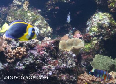 Photo R&eacute;serves marines du Kenya - voyage Mombasa