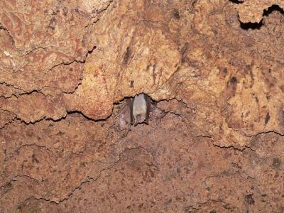 Photo Les Grottes de Shimoni - voyage Shimoni