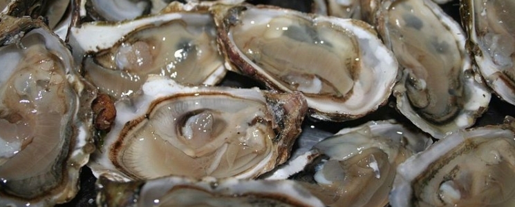 Photo Le site Ostr&eacute;icole et Naturel de Fort Royer - voyage Saint-Pierre-d'Oléron
