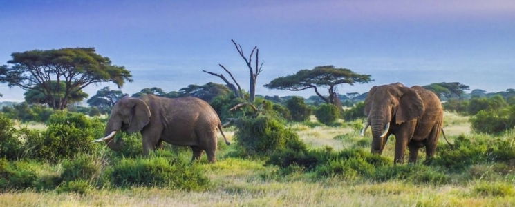 Photo Obtenez votre visa pour le Kenya - voyage Nairobi